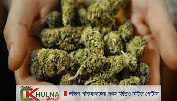 বেনাপোলে দুইদিনে ২৫ কেজি গাঁজা জব্দ