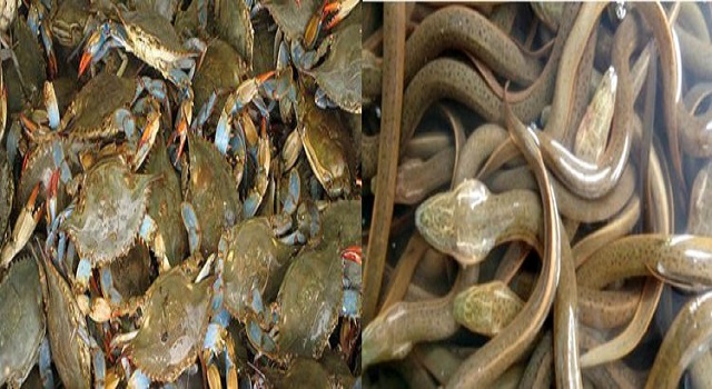 দক্ষিণাঞ্চলের রপ্তানিযোগ্য কাঁকড়া-কুচিয়া শিল্পে চলছে ভয়াবহ অর্থনৈতিক সংকট