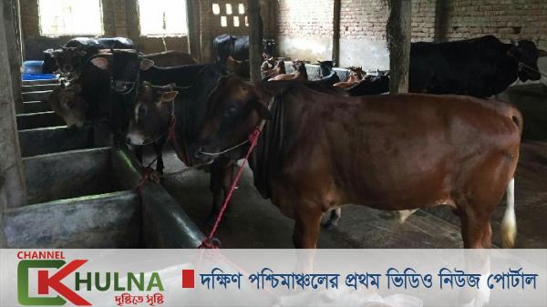 খুলনা প্রাণিসম্পদ দপ্তরের অনলাইনে গরু বিক্রির উদ্দ্যোগ