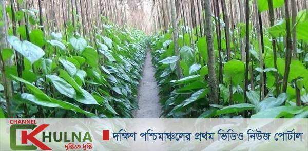 ফকিরহাটে পানচাষে ব্যাপক সাফল্য, দাম নিম্নমুখী হওয়ায় চাষীরা হতাশ