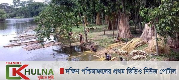 সোনালী আঁশ পাট নিয়ে ব্যস্ত কৃষকরা