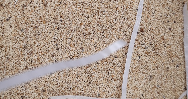 মোংলা বন্দরে ৪ কন্টেইনার পোস্তদানা জব্দের ঘটনায় আমদানীকারক প্রতিষ্ঠানের বিরুদ্ধে কাস্টমসের মামলা