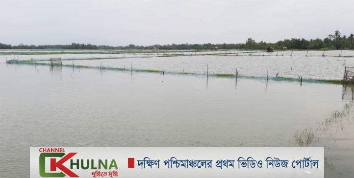 টানা বৃষ্টিতে ভেসে গেছে প্রায় ৬ কোটি টাকার মাছ!