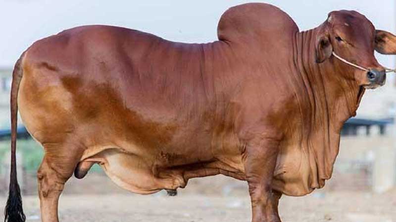 ঠাকুরগাঁওয়ে কোরবানির ষাঁড়ের পেটে বাছুর!