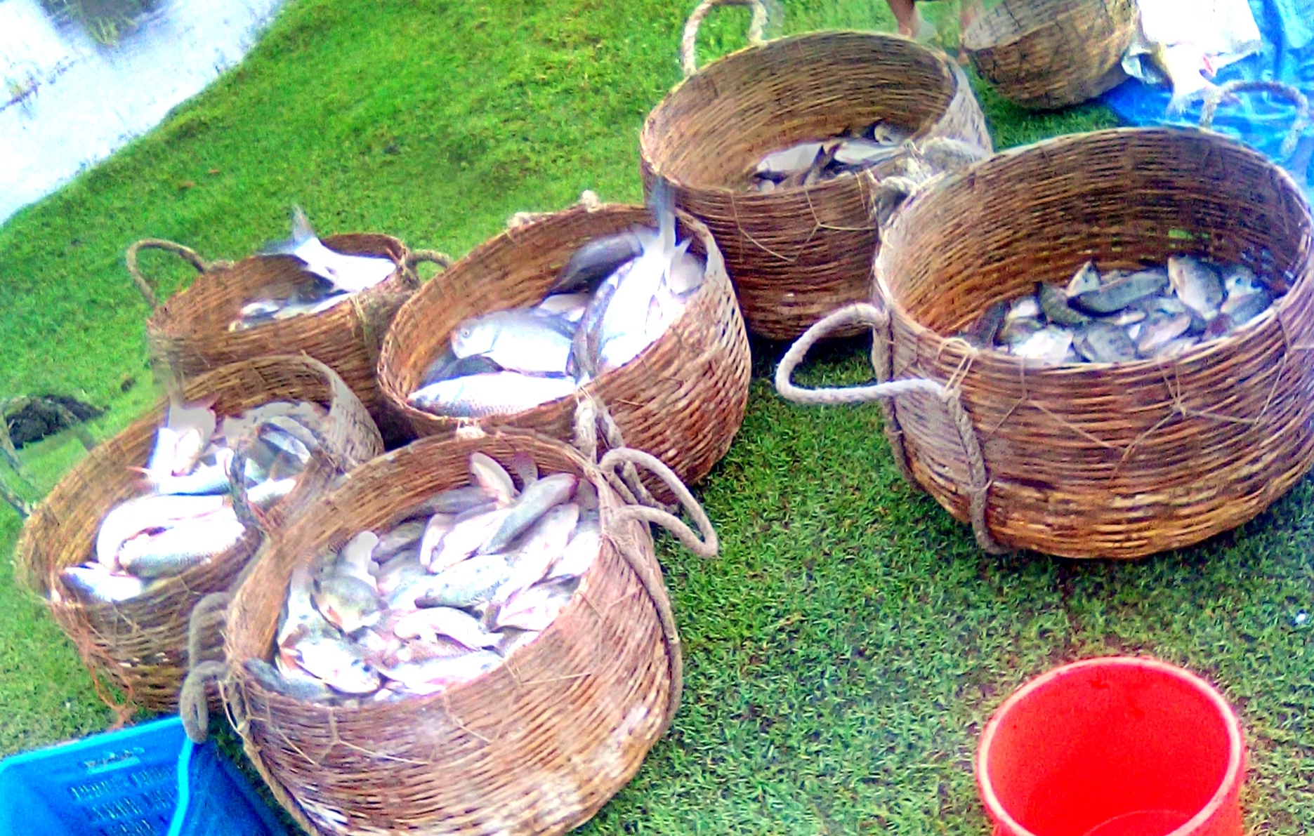 রামপালে সরকারী আবাসনের  পুকুরের মাছ চুরির অভিযোগ