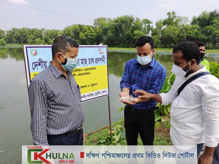 দক্ষিণ-পশ্চিম অঞ্চলে সুস্বাদু দেশীয় প্রজাতির পাবদা চাষে নতুন দিগন্তের দ্বার উন্মোচিত