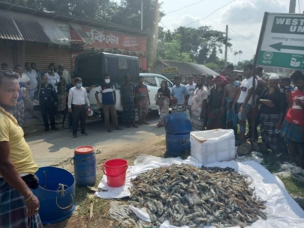 মোল্লাহাটে  ভ্রাম্যমান আদালতের অভিযান ১২০ কেজি চিংড়ি মাছ জব্দ