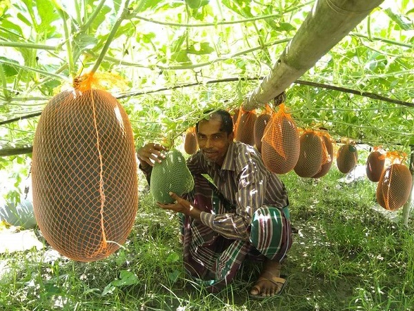 সাতক্ষীরায় গ্রীষ্মকালীন তরমুজ চাষে অভাবনীয় সাফল্য