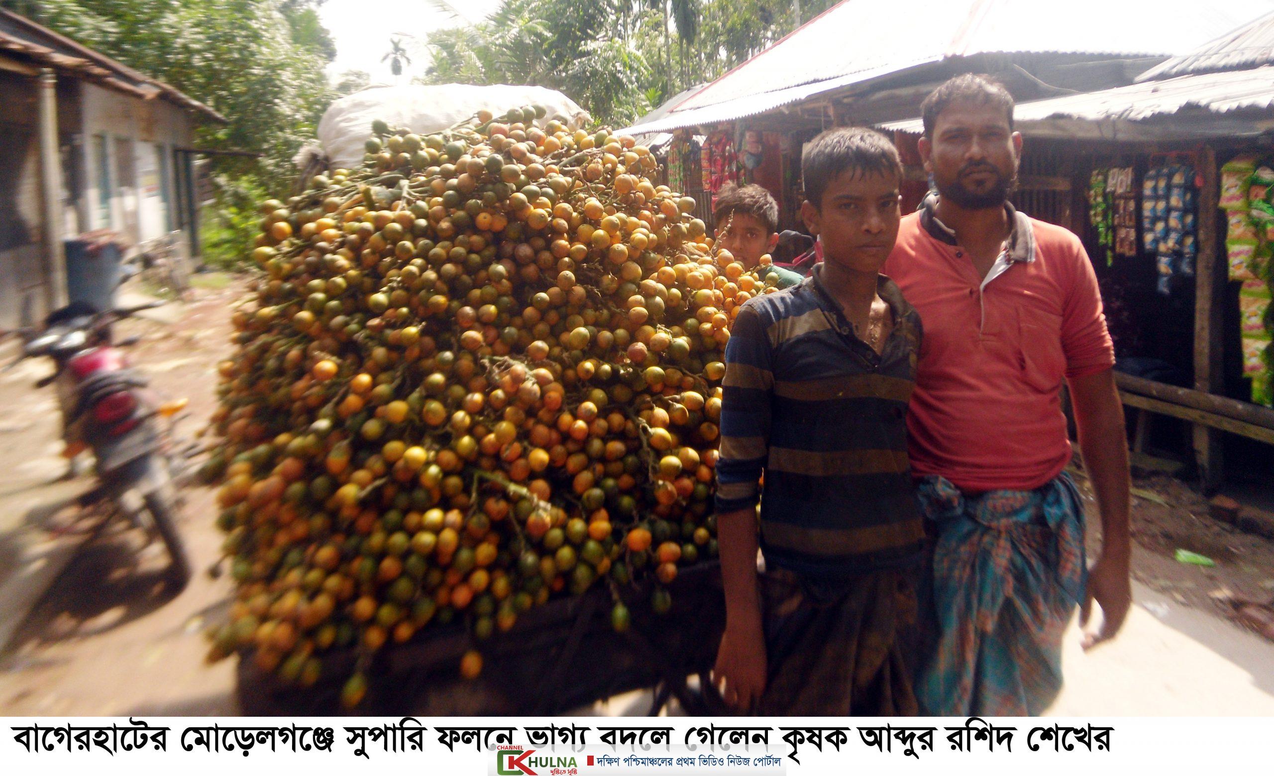 বাগেরহাটের মোড়েলগঞ্জে সুপারি ফলনে ভাগ্যের চাকা ঘুরে গেলে এক কৃষকের