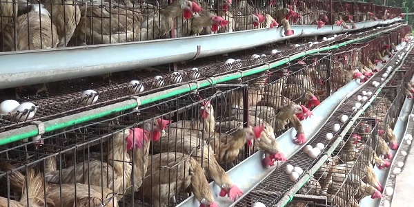 ফকিরহাটে স্বাবলম্বী পোল্ট্রি খামারিরা: বাড়ছে কর্মসংস্থান