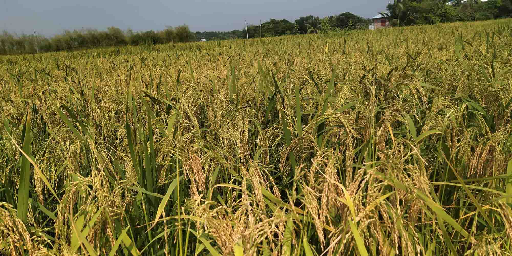 মংলা-ঘষিয়াখালী চ্যানেলের দুই তীরে আমন ধানের বাম্পার ফলন