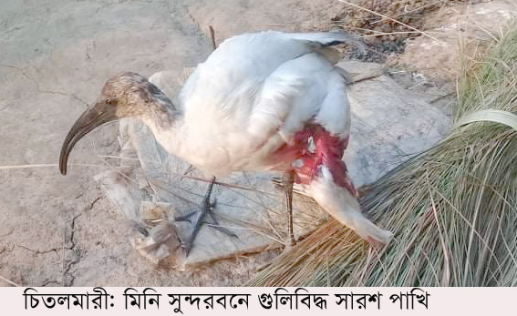 মিনি সুন্দরবনে গুলিবিদ্ধ বিলুপ্ত প্রজাতির সারশের করুণ মৃত্যু