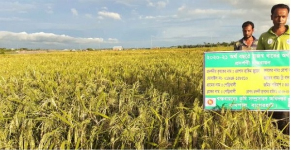 রামপালে তীব্র লবনাক্ততার মধ্যেও আমনের বাম্পার ফলনে হাসি কৃষকের মুখে