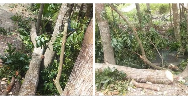 পাইকগাছায় নিজের লাগানো গাছ কাঁটতে যেয়ে বিপাকে মদন সাধু