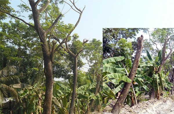 তালায় গাাছের সাথে এ কেমন শত্রুতা !