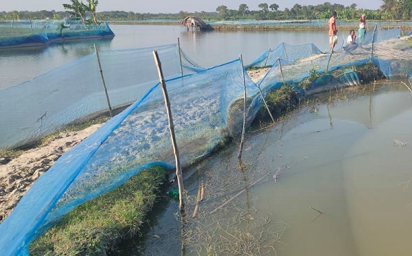 তালার কাশিদহ বিলে সরকারি খাল দখল করে মৎস্য চাষ