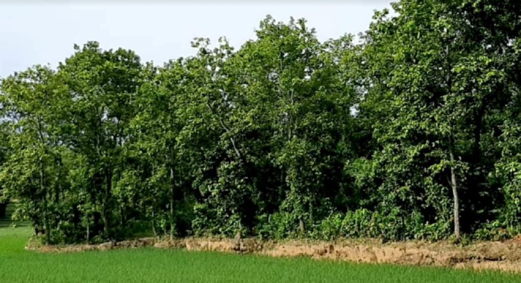 গ্যাস পাইপলাইনের জন্য সংরক্ষিত বনের ১১ হাজার গাছ কাটার অনুমতি