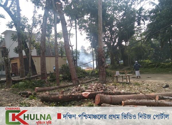ফকিরহাটে সরকারি গাছ কাটার অভিযোগ
