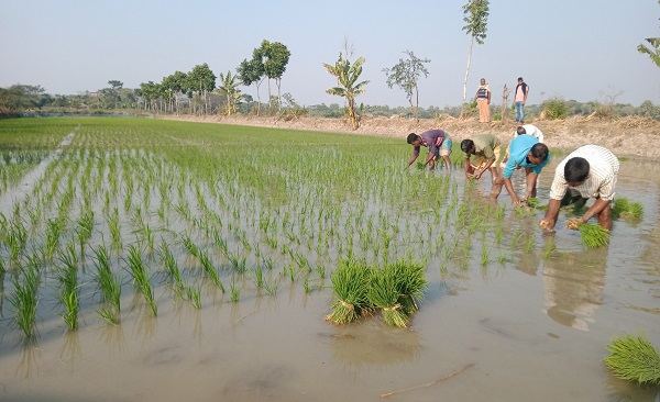 শীত উপেক্ষা করে আগাম বোরো চাষে ব্যস্ত কয়রার কৃষকরা