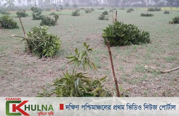 যশোরের ঝিকরগাছায় ২০বিঘা জমির আমগাছ কেটে দিয়েছে দুর্বৃত্তরা