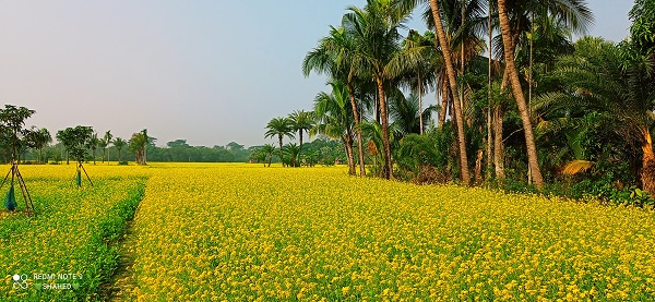 শীতের আগমনে সরিষার হলুদ ফুলে ভরে গেছে সাতক্ষীরার মাঠ
