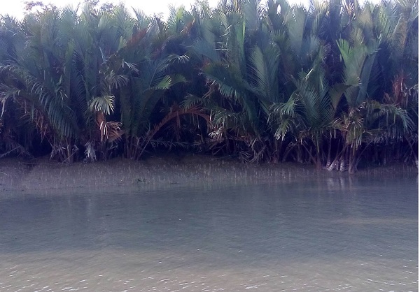 সুন্দরবনের নিষিদ্ধ এলাকার পাতা না কাটায় নষ্ট হচ্ছে গাছ