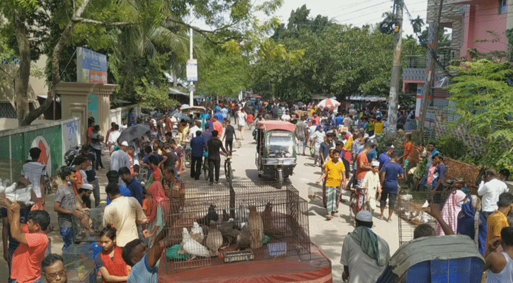 নয়াবাটিতে পাবেন লাখ টাকার কবুতর