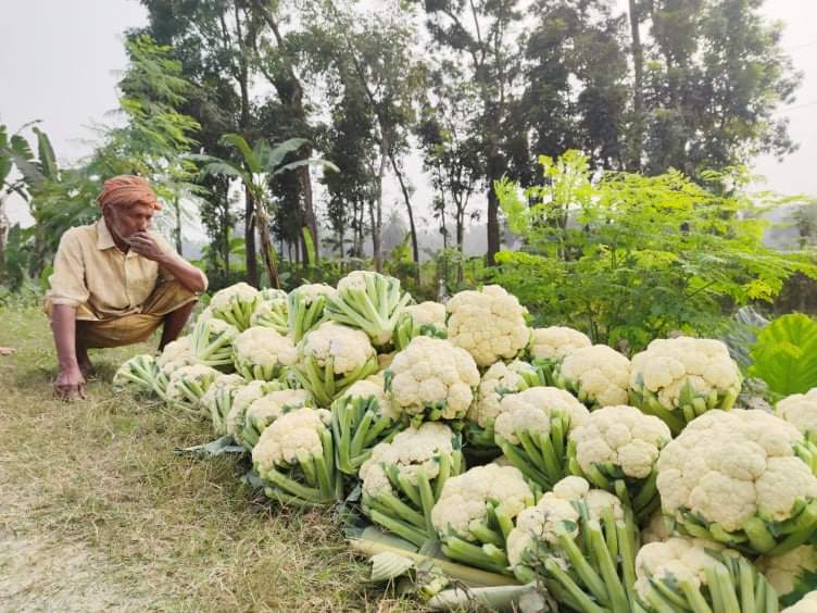 ডুমুরিয়ায় ফুলকপির ফলন বাম্পার হওয়ায় হতাশ চাষীরা