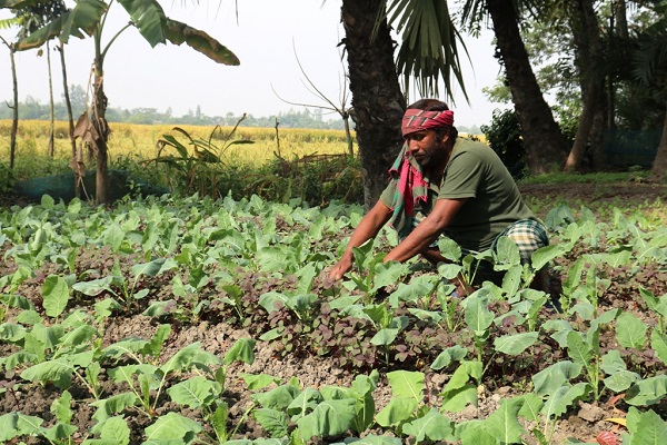কৃষিতে ঘুরে দাঁড়িয়েছেন সাতক্ষীরার প্রতিবন্ধী দেবাশীষ মন্ডল