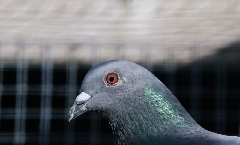 মার্কিন কবুতর অস্ট্রেলিয়ায়, ধরে মেরে ফেলার সিদ্ধান্ত