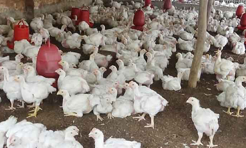 ভারত থেকে হাঁস-মুরগি, ডিম ও মুরগির বাচ্চা আমদানি নিষিদ্ধ