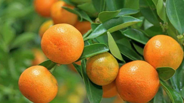 শীতে কমলালেবু নিয়মিত খাওয়ার উপকারিতা