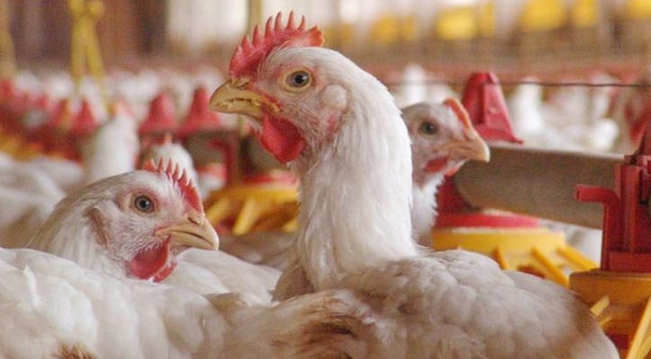 সীমান্ত দিয়ে হাঁস-মুরগি প্রবেশরোধে তিন মন্ত্রণালয়কে চিঠি