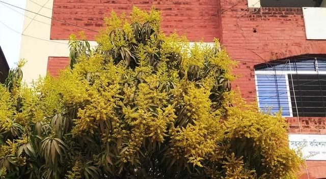 শীতের বাতাসে শোভা ছড়াচ্ছে সোনালি মুকুল