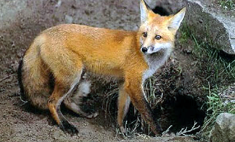 শেয়ালে খাচ্ছিল ভারসম্যহীন বৃদ্ধের মৃতদেহ!