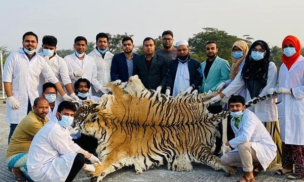 রয়েল বেঙ্গল টাইগার দিয়েই শুরু খুলনা কৃষি বিশ্ববিদ্যালয়ের গবেষণা