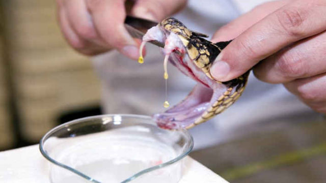 খুলনায় শত কোটি টাকার সাপের বিষসহ আটক ৩