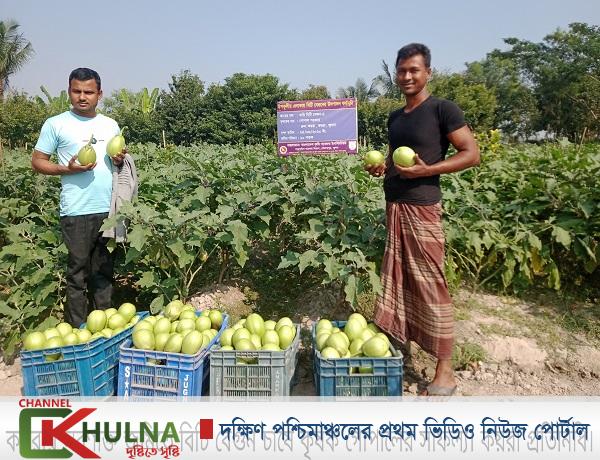 কয়রায় লবণাক্ত জমিতে বিষমুক্ত বেগুন চাষে ভাল ফলন হওয়ায় কৃষকের মুখে হাসি