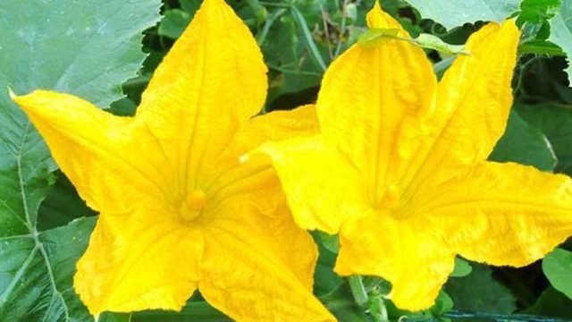 পুষ্টিগুণে ভরপুর কুমড়া ফুল