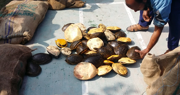 মাগুরায় দেশীয় প্রজাতির কচ্ছপ উদ্ধার করেছে পুলিশ