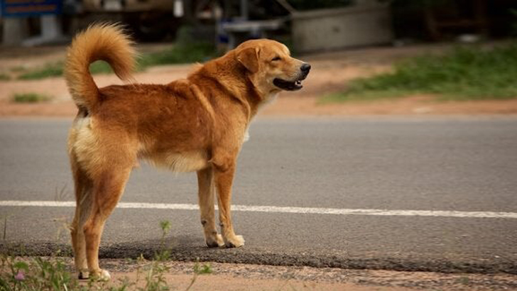 বাঘায় পাগলা কুকুরের কামড়ে আহত ২৫