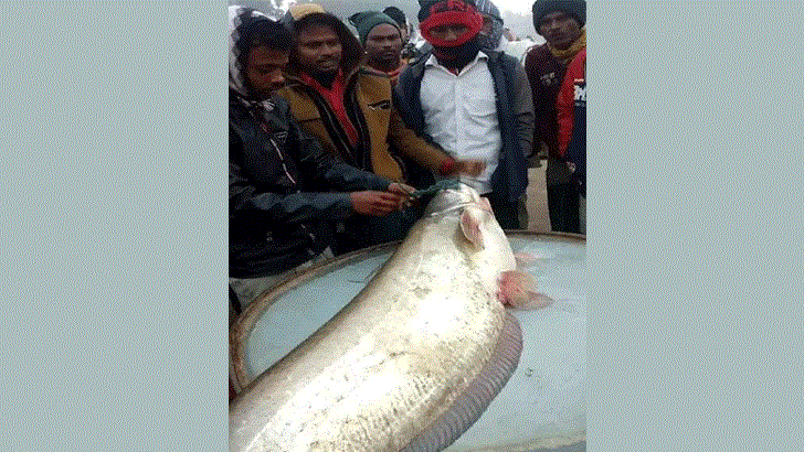 এক বোয়ালের দাম ২৮৬০০ টাকা