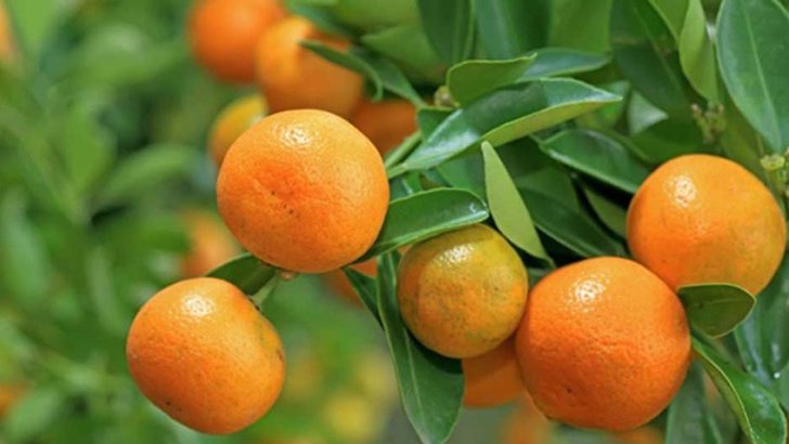 ওজন কমাবে শীতের ৩ ফল