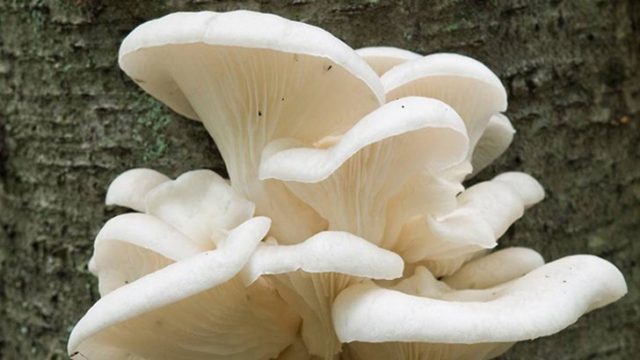 রক্তনালিতে গজাচ্ছিল মাশরুম!