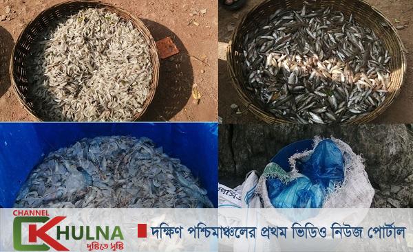 সুন্দরবনে বনরক্ষীদের যোগসাজশে নিষিদ্ধ এলাকায় মাছ শিকার !