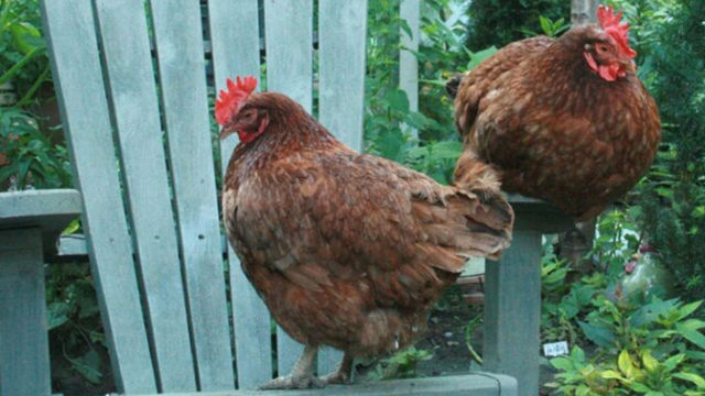 ২৫ দিন ধরে থানার লকআপে ২ মুরগি!