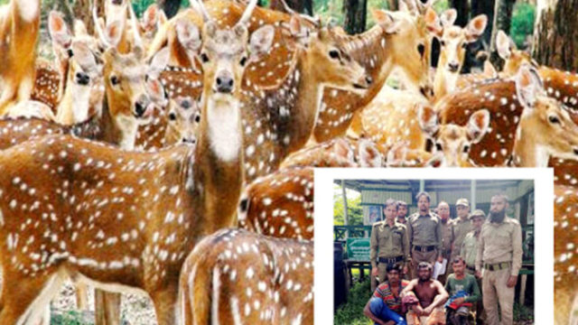 সুন্দরবনে হরিণ শিকারে মেতে উঠেছে শিকারিরা!