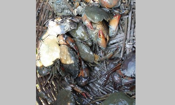 কাঁকড়া রপ্তানি বন্ধ হওয়ায় রামপালে কাঁকড়া চাষীরা দিশেহারা