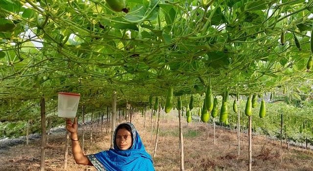 লাউয়ের মাচার নিচে পারুল বেগমের স্বপ্ন