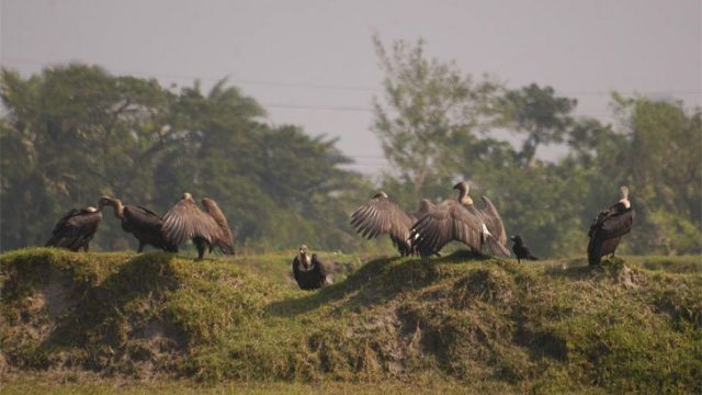 দেশে মাত্র ২৬০টি শকুন আছে
